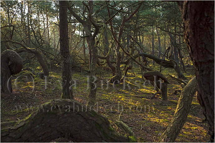 Häxornas skog - foto av Eva Bucksch